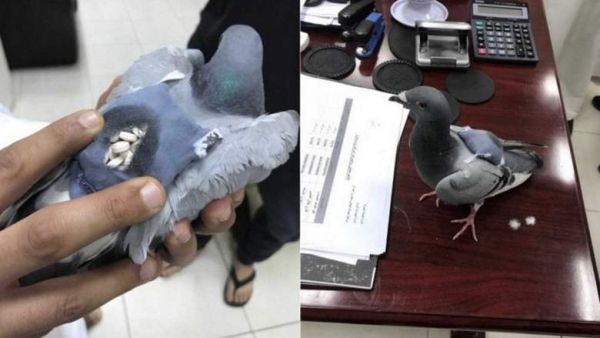 This pigeon doesn't look like your average drug smuggler! (via Al-Arabiya)