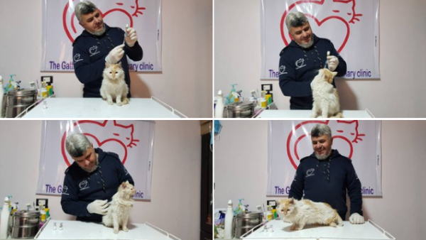 (Twitter/@theAleppoCatman)