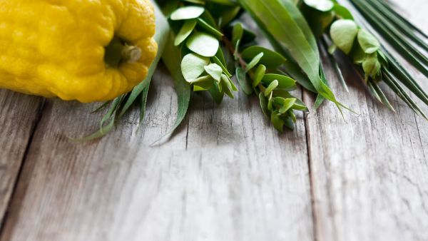 Symbols of jewish fall festival of Sukkot, lulav - etrog, palm branch, myrtle and willow (Shutterstock/File Photo)