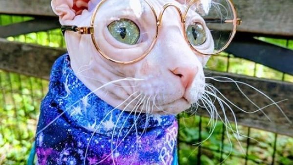 Mr Dobbs (Instagram)