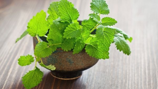 عشبة المليسة قد تُساهم عشبة الملّيسة في تخفيف حدّة التوتّر والهيجان