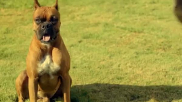‘Msh Sheteema’ is basically a page run by multiple dog Vloggers (Source: Mesh Sheteema - Facebook)