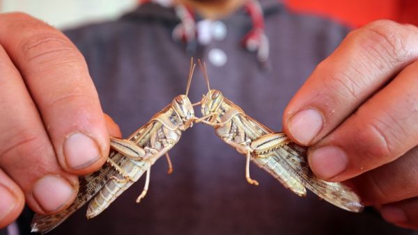 A Kuwaiti vendor shows locusts, sold as food, at a market in Kuwait City on February 21, 2019. (Yasser Al-Zayyat / AFP)