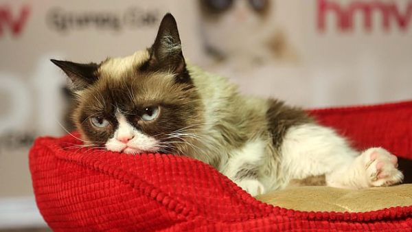 Scientists have found felines really are copycats. (Shutterstock/ File)