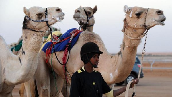 Thousands of camels on display in Saudi Arabia in world's biggest camel festival. (AFP/File)