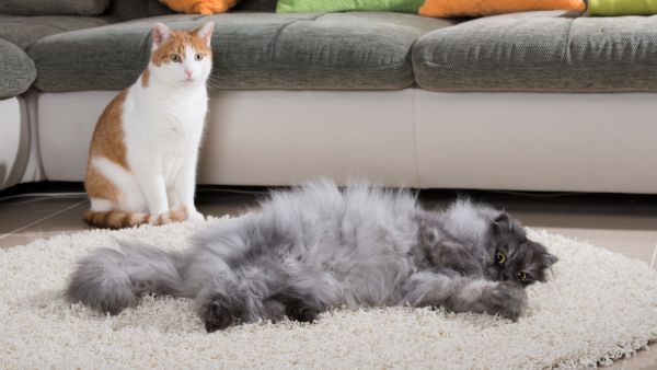 (Shutterstock/ File Photo)