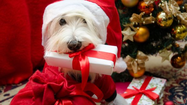 (Shutterstock/ File Photo)