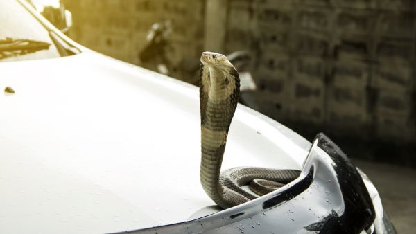 (Shutterstock/ File Photo)