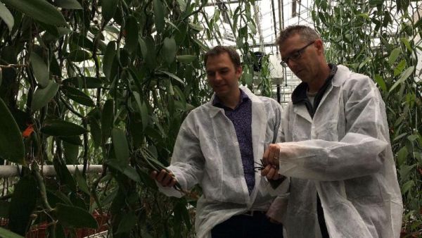 University of Wageningen researcher Filip van Noort and vanilla grower Joris Elstgeest inspect vanilla orchids, part of four years of ground-breaking research (AFP Photo/Maude Brulard)
