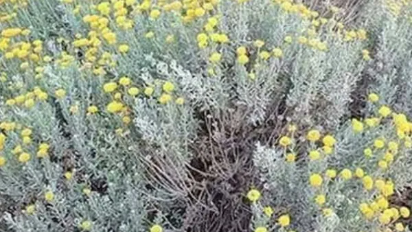 تساعد عشبة القيصوم في علاج الحُمّى

