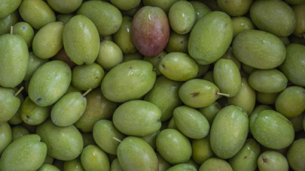 الزّيتون المرصوص من أشهر المخللات التي يتمّ تصنيعها في الكثير من المنازل