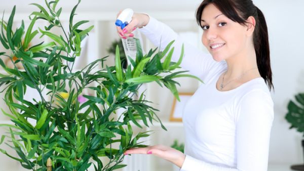 يجب تبديل التربة كل سنة أو سنتين
 يجب تبديل التربة كل سنة أو سنتين