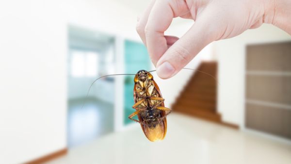 الحفاظ على نظافة المنزل تعدّ الوسيلة الأهمّ لإبعاد الحشرات الحفاظ على نظافة المنزل تعدّ الوسيلة الأهمّ لإبعاد الحشرات