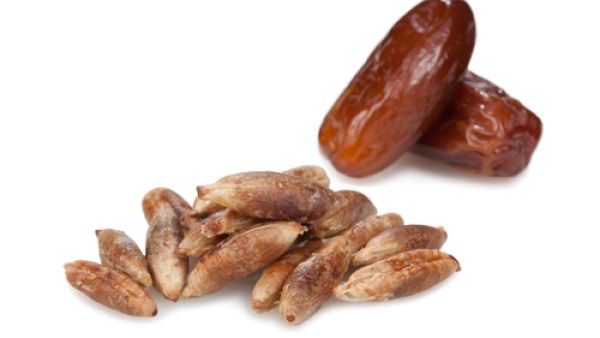 تحتوي نواة التّمرى العديد من الأحماض الضّروريّة للجسم 
تحتوي نواة التّمرى العديد من الأحماض الضّروريّة للجسم