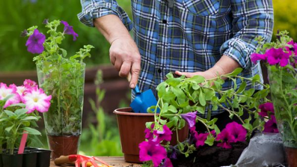 ابدأ بزراعة النباتات الصغيرة والبذور قبل قدوم الربيع بأسابيع
 ابدأ بزراعة النباتات الصغيرة والبذور قبل قدوم الربيع بأسابيع