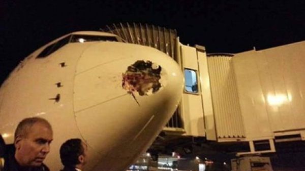 The EgyptAir flight sustained damage to its nose from a 'wildlife strike'. (Twitter)