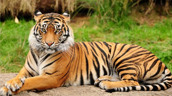 Well it seems like the tigers will have to make new dinner plans. (Creative commons)