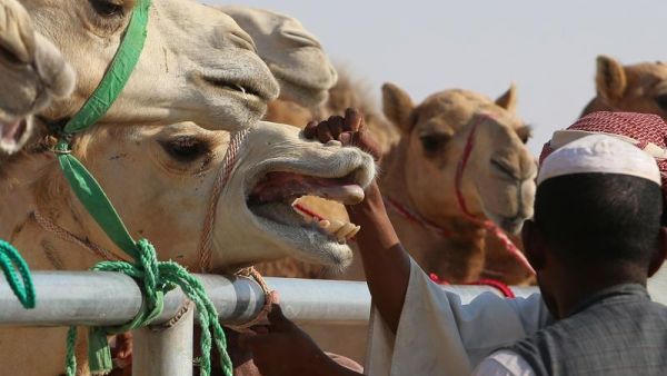 The relationship between camels and their handlers can be fraught at times. (AFP/File)