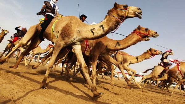 Jockeys compete in a traditional camel race during the Sheikh Sultan Bin Zayed Al-Nahyan Camel Festival. (AFP/File)