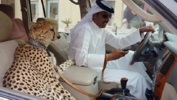 Two things which are not safe or legal: texting and cruising with a cheetah. (Courtesy photo)