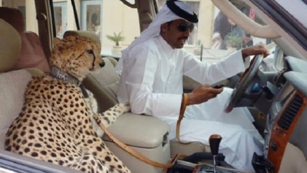 Two things which are not safe or legal: texting and cruising with a cheetah. (Courtesy photo)