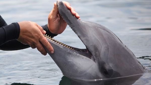 The Lebanese-based Animals Pride and Freedom group called on the government to protect marine life and biodiversity in the country. (AFP/File)