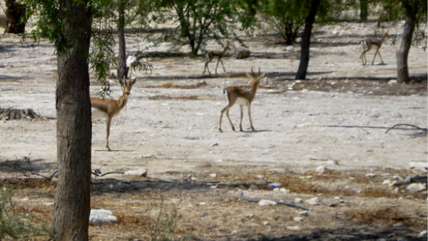 Shoshan stressed that it is still unclear whether the Gulf nationals are given permission to illegally hunt under "official patronage" from state agencies, or whether some Jordanian officials are practising favouritism. (Ecopeace)