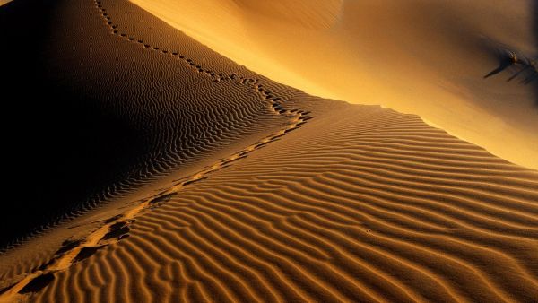 The official urged people who go into the desert to carry enough food and water. (Creative commons)
