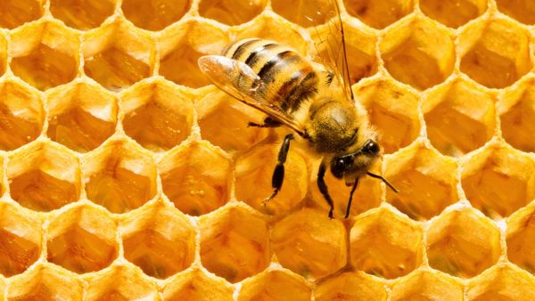 Busy bees indeed: Because of the diversity of its altitudes (from 0 to 3000 meters), its position on the Mediterranean, its 4 distinct seasons, and the diversity of its flora, flowering seasons occur almost all year long. (File photo)