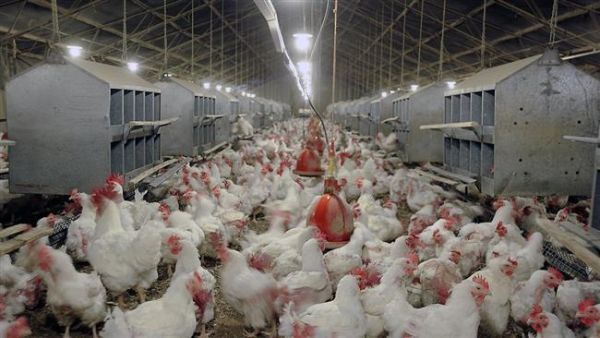 A file photo of an Iranian poultry farm. (File photo)