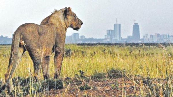 Lion on a day out in the city. (Social media)