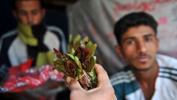 Yemeni vendor displays qat leaves, a popular local mild narcotic plant, in a market in Sanaa. (AFP/File)