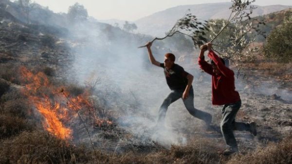 Palestinians extinguish fire at an olive tree grove that was allegedly set ablaze by Jewish settlers. (AFP/File)