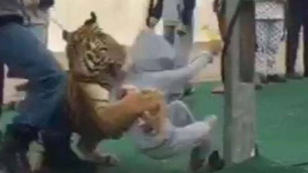 A tiger attacks a girl during a promotion show in Saudi Arabia. (File photo)