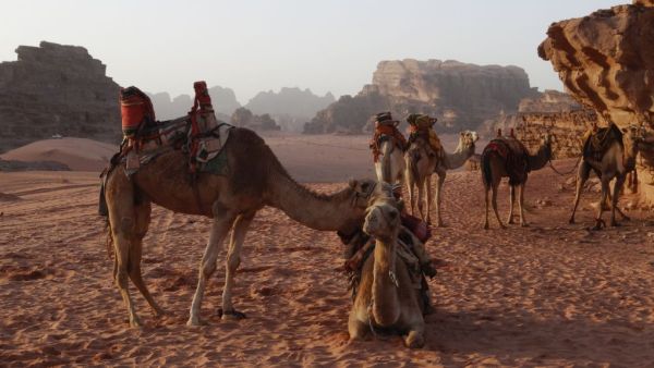 Camels resting in Wadi Rum desert in Jordan, February 8, 2013. (Photo credit: Lucie March/Flash 90)