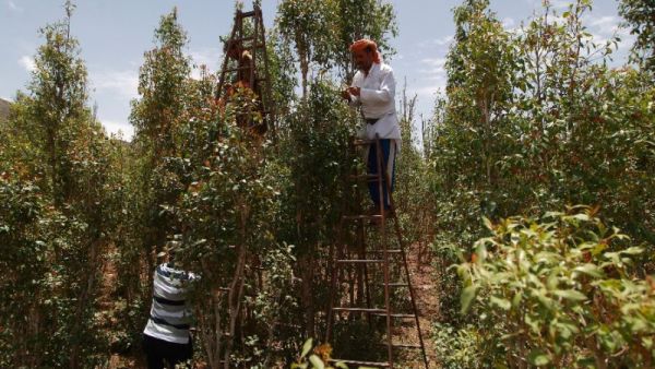 A Yemeni man harvests Qat, a mild drug used daily by many Yemenis. (AFP/File)