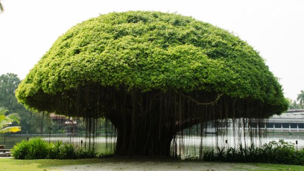 (Shutterstock/ File Photo)