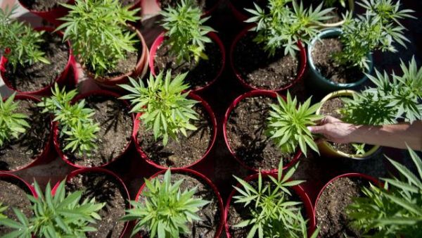 Detectives found 600 marijuana plants in a nursery near Nablus.  (AFP/ Raul Arboleda) 