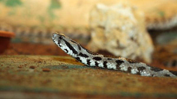 A Palestinian viper. (Shutterstock)