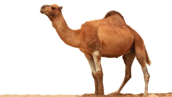 من فوائد بول الجمل يعالج القرحة المعديّة

