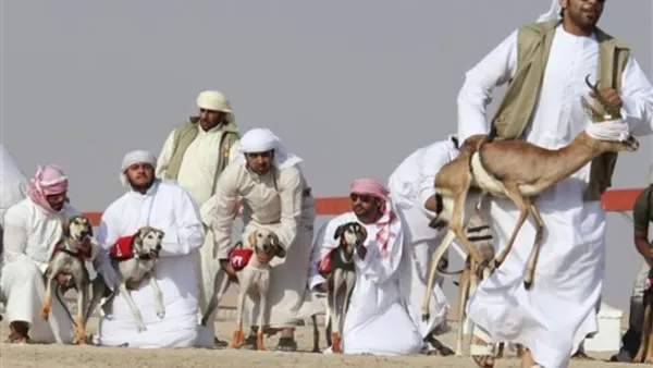 Emirati breeders prepare to release their Saluki dogs during the first Arab Heritage Saluki Race Festival in Zayed City in the United Arab Emirates' western Gharbia desert on Christmas Day 2010.  Some expats seem to find Saudi Arabia a difficult place to understand...