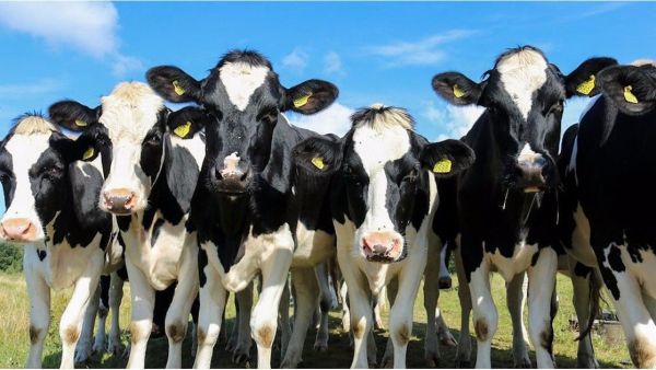 German cattle. (File photo)