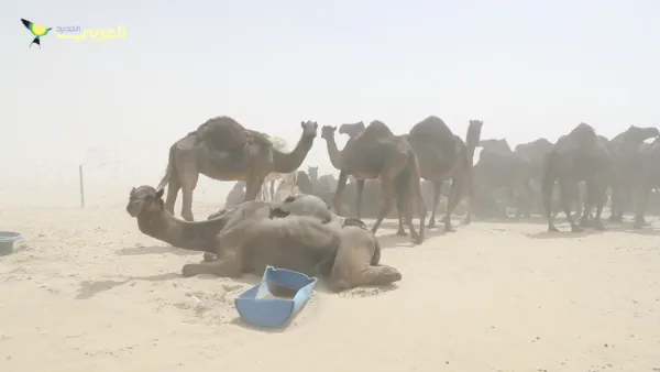 The blockade has forced many Qatari farm owners, who keep their cattle in Saudi Arabia during winter months for grazing and breeding, to try to shift the animals back across the border. (video courtesy of TheNewArab) 