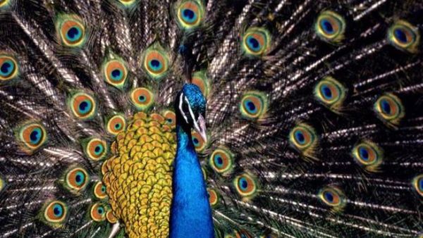 قطرية تتصل بالشرطة لإنقاذ طاووس رفض شرب الماء!