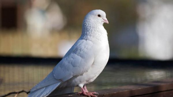 Even this white dove thinks it's funny. (Image source: "betsisthreelittlebirds.blogspot.com")