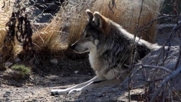 Saudi boy hero saves family from wild wolf. (Image source: "yogoyo.com")