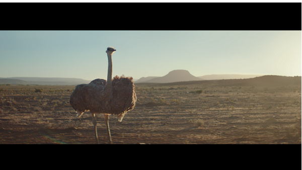 إعلان النعامة والذي حاز على جوائز من Cannes Lions وThe Clio و D&AD، يضم نعامة تتعلم الطيران بعد وضع نظارة سامسونج Gear VR للواقع الافتراضي وتشغيل المحاكي الافتراضي للطيران. 