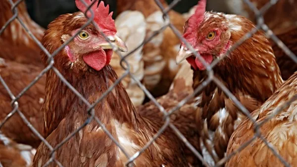 The US bird flu outbreak is believed to have begun on March 1. (Pixabay)