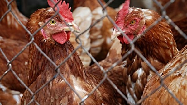 The US bird flu outbreak is believed to have begun on March 1. (Pixabay) The US bird flu outbreak is believed to have begun on March 1. (Pixabay)