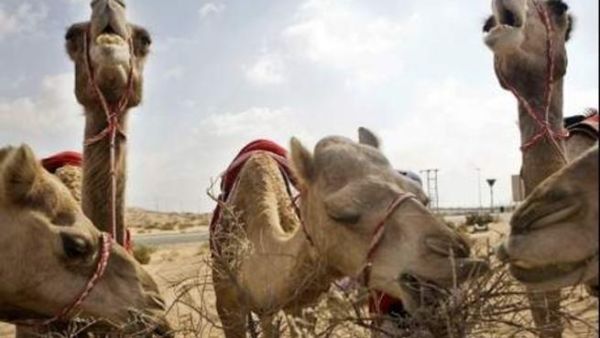 Camel crossings cause dozens of auto accidents in the Middle East region annually. [thenational]